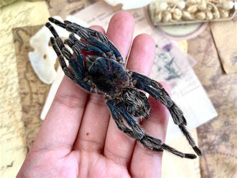 One Bird Eating Spider From Peru Hapalotremus Carabaya ,arachnid , for ...