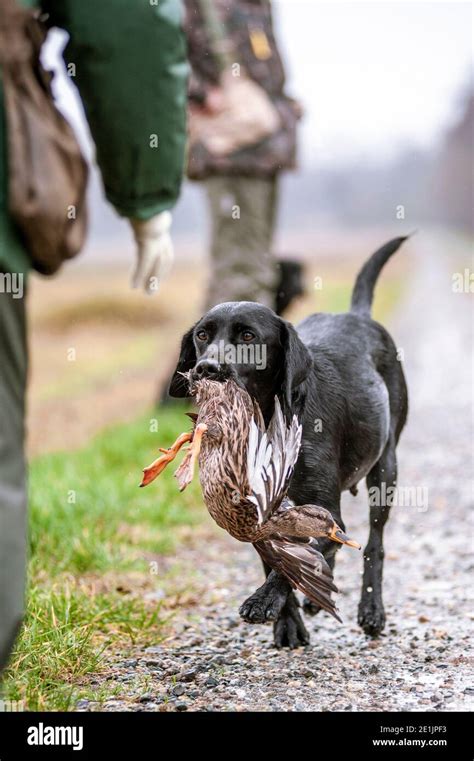 Black Labrador Retriever delivering duck in handler's hand during a ...