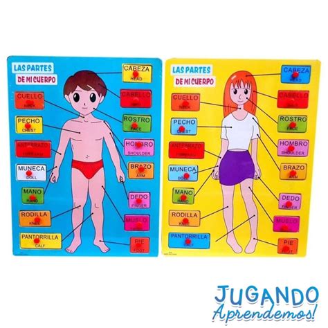 Partes Del Cuerpo Humano Para Niños