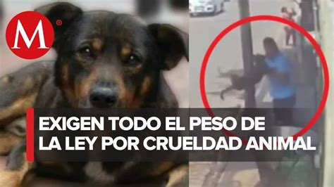 Este Hecho Lamentable No Es Un Tema De Maltrato Es Un Tema De Crueldad