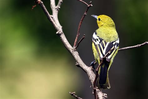 Oriole bird - PixaHive