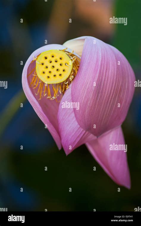 Bloom Tropical Lotus Flower Petals High Resolution Stock Photography