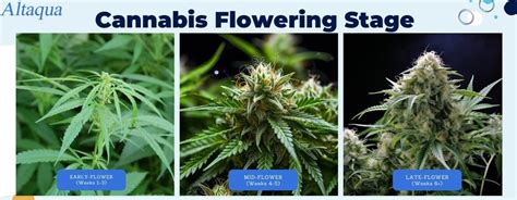 The Flowering Stages Of Weed Unveiled A Step By Step Journey