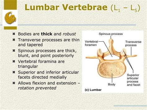 Bones of Trunk (Human Anatomy)