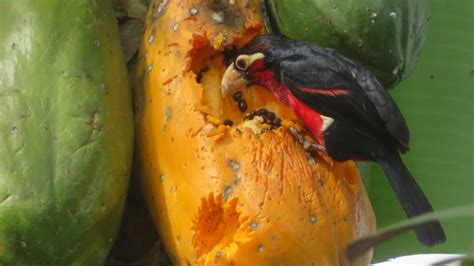 Eating Ripe Organic Pawpaw Seeds Meet The Double Toothed Barbet Bird