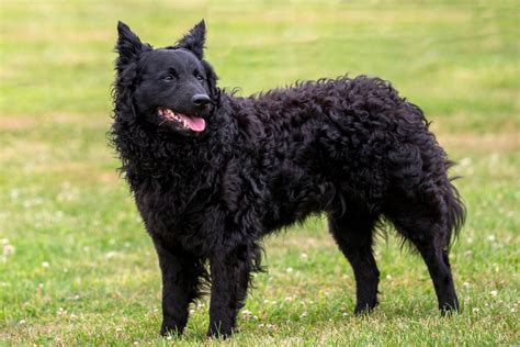 Os Cachorros Mais Raros Do Mundo Curta Mais Goi Nia