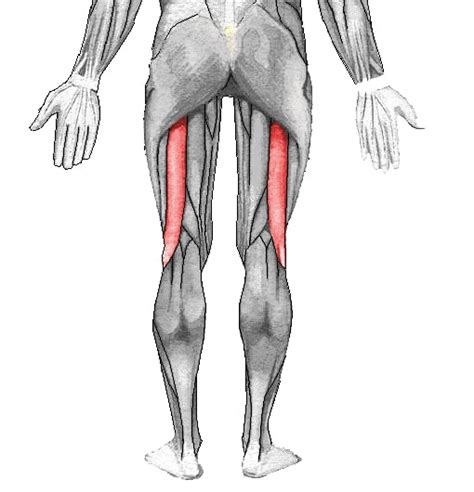 Bicipite Femorale Anatomia Esercizi E Infortuni Gabriella Vico