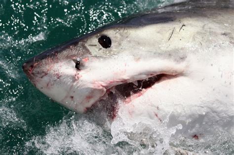 Great White Shark Named George Spotted Near North Carolina After