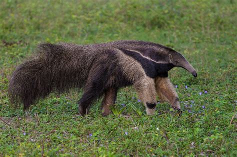 Brasilien Ein riesiger Ameisenbär Bild kaufen 71417962 lookphotos