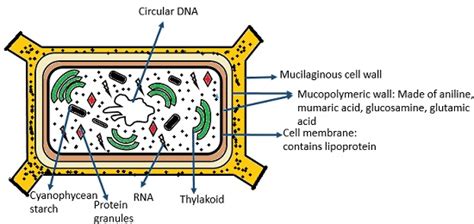 Cyanobacteria Cell Structure