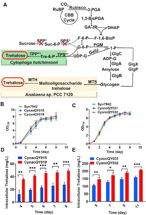 Trehalose Production In Syn7942 By Expression Of Tpsp Or Mts Mth Download Scientific Diagram