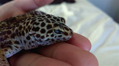 My Gecko Has An Eye Infection But I Can T See A Vet Until Tuesday Any Suggestions In The Mean