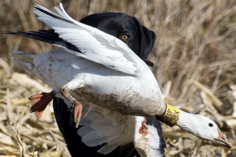 Top Snow Goose Hunting Destinations - Cupped Waterfowl