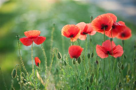 Common Poppy Papaver Rhoeas Care And Growing Guide