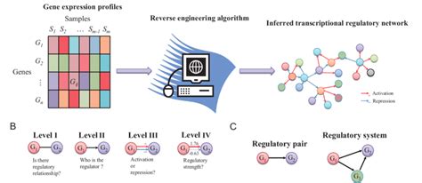 The General Framework Of Reverse Engineering Transcriptional Regulatory