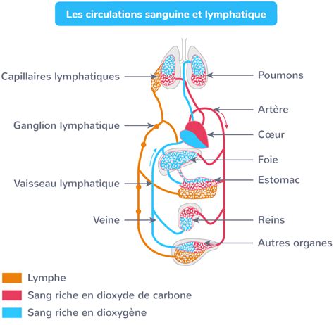 Sch Matiser Les Circulations Sanguine Et Lymphatique E Exercice De