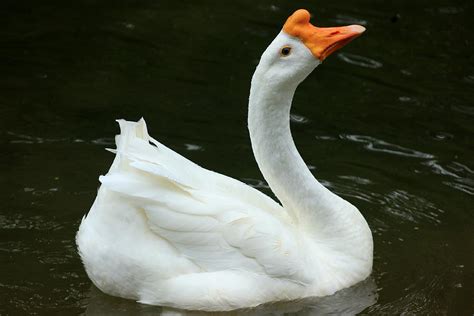 Chinese Goose Photograph By Jessica Beyenhof