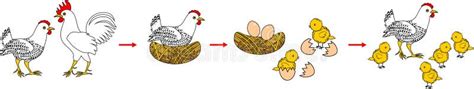 Ciclo De Vida Del Pollo Ilustraci N Del Vector Ilustraci N De Etapa