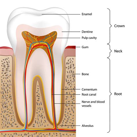 4 Ways To Remove Tonsil Stones Tonsilloliths Artofit