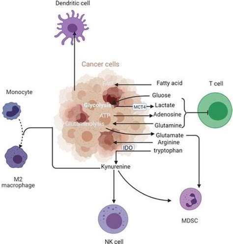 肿瘤免疫微环境的代谢操纵immunology X Mol