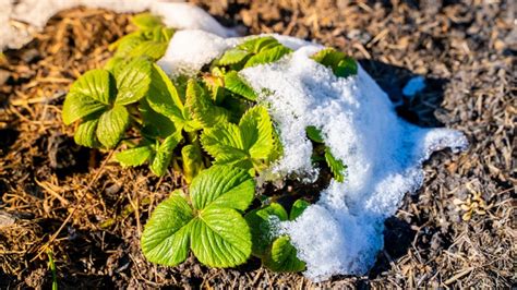 Simple Tips For Preparing Your Strawberry Plants For Winter