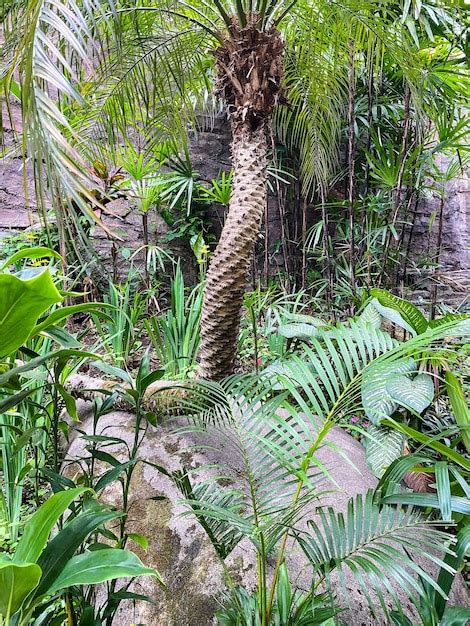 Premium Photo | Ornamental plants in the garden