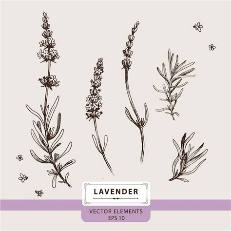 Premium Vector Lavender Flowers Floral Elements Hand Drawn Vector