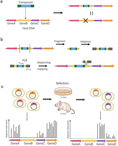 Full Article Transposon Mutagenesis In Oral Streptococcus