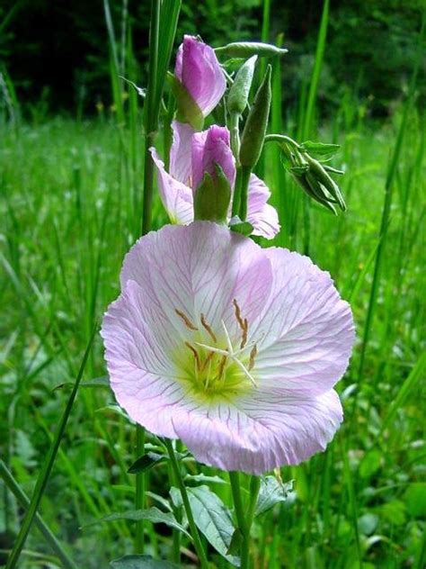 Plantfiles Pictures Oenothera Species Mexican Evening Primrose Pink