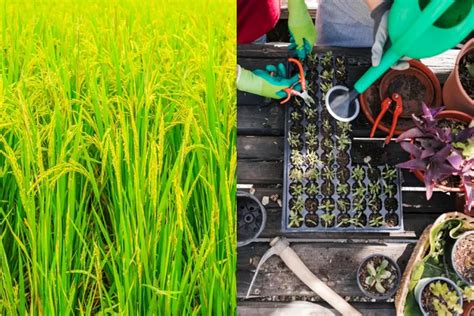 Apakah Padi Termasuk Tanaman Hortikultura Yuk Simak Klasifikasi