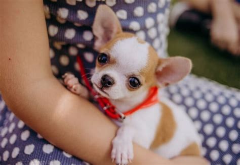 79+ Applehead Teacup Chihuahua Puppies For Sale Near Me - l2sanpiero