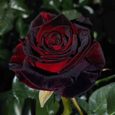 TRANDAFIR BLACK BACCARA