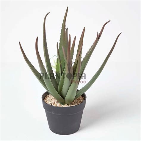 Alo S Aloe Vera Plantopia Maroc Vente D Aloe Vera Au Maroc