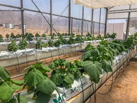 Sahara Forest Project makes sci-fi desert grown cucumbers a reality ...