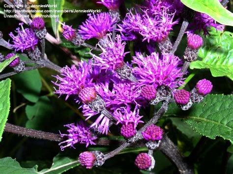 PlantFiles Pictures Vernonia Species Giant Ironweed Tall Ironweed