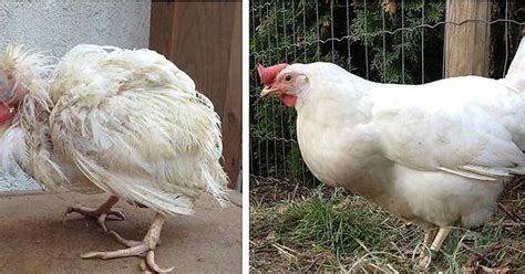 Battery Caged Chicken On The Day It Was Let Out Of It S Cage And The Same Chicken Three Months