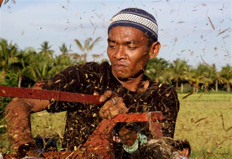 Filipino Farmers Problems