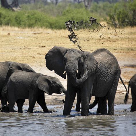 Hwange National Park | Southern Africa Development Community | A to Z ...