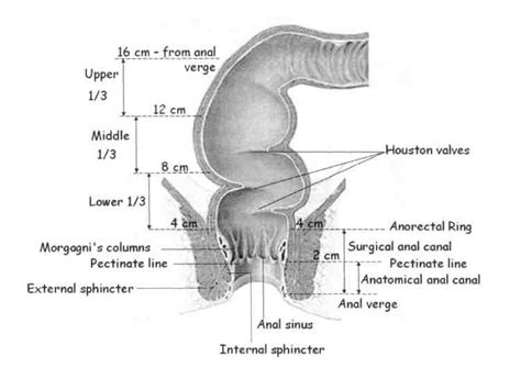 Surgical Anatomy Of Rectum