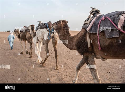 Hombre Y Camello En El Desierto Fotograf As E Im Genes De Alta