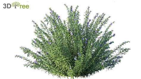 Rosmarinus Rosemary 3D Model 3DTree