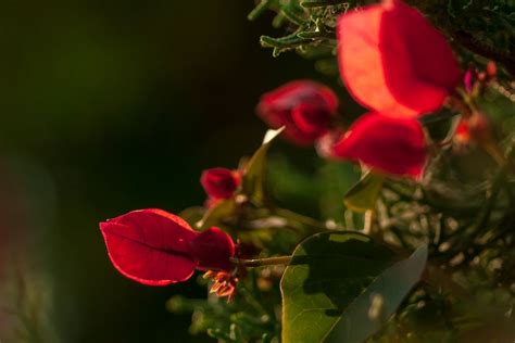 8 Stunning Red Flowering Shrubs Harpers Nurseries