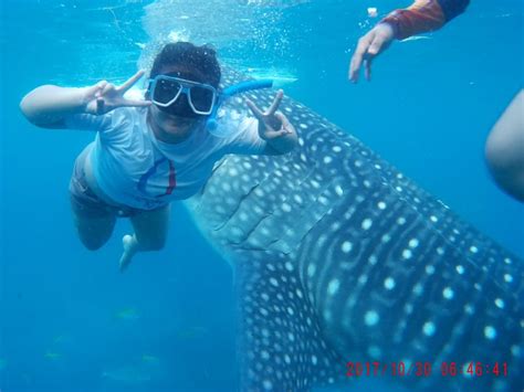 Affordable Oslob whale shark tours. - Cebu Tour