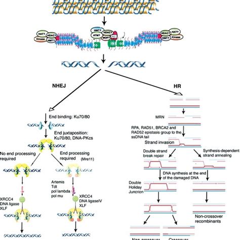 Major Regulatory Steps In Dsb Repair Dna Damage Repair Is Accompanied