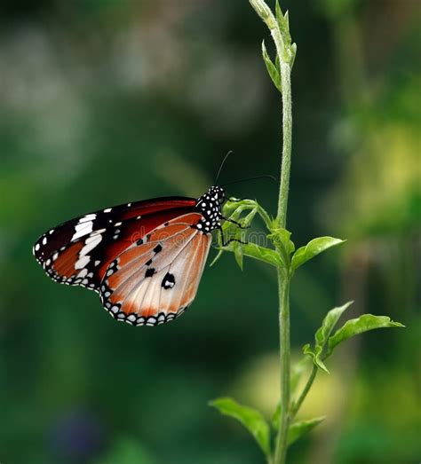 Borboleta Na Folha Imagem De Stock Imagem De Marrom