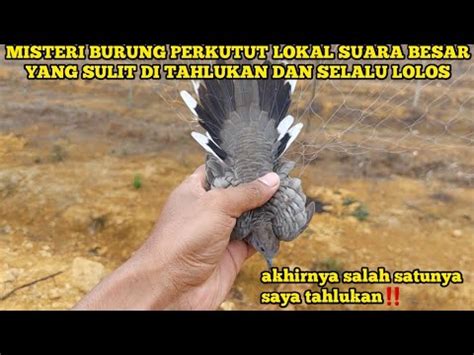 Masih Jadi Mesteri Kenapa Burung Perkutut Lokal Suara Besar Di Pikat