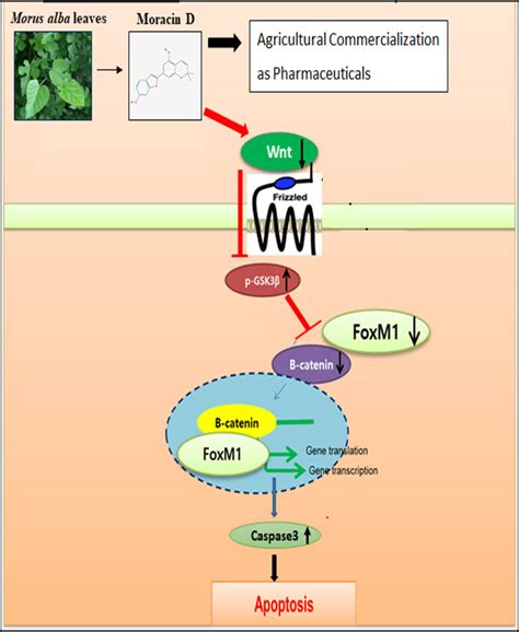 Ijms Free Full Text Inhibition Of Wnt3afoxm1β Catenin Axis And Activation Of Gsk3β And