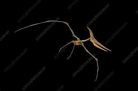 Pterosaur Skeleton Stock Image C0136827 Science Photo Library