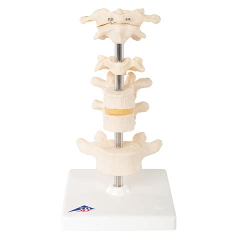 6 Mounted Vertebrae A75 - I-Surgical ( Innovative Surgical Supplies)