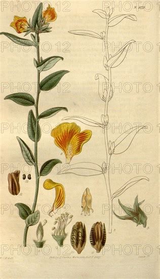 Botanical Print By Sir William Jackson Hooker Frs